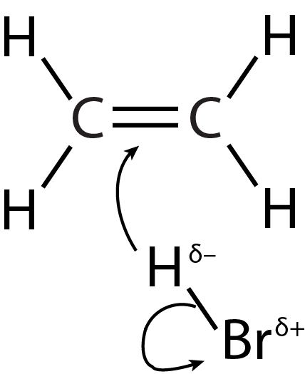 proposed mechanism shows partially negative hydrogen donating electrons to a double bond