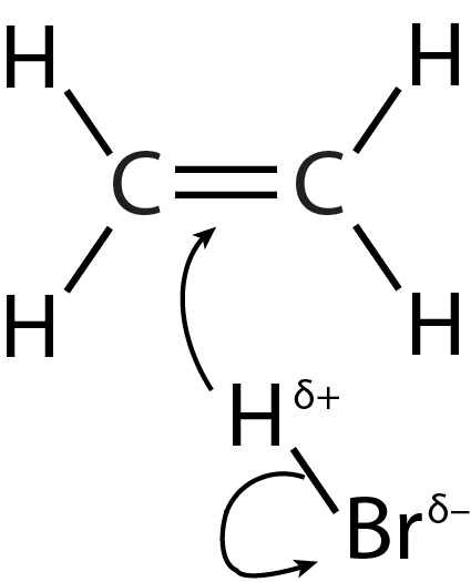 proposed mechanism shows partially positive hydrogen donating electrons to double bond