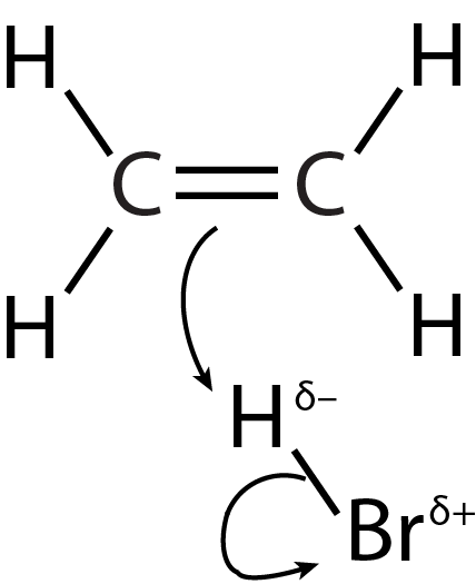 proposed mechanism shows pi electrons in double bond being donated to partially negative hydrogen atom