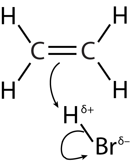 proposed mechanism shows pi electrons in double bond being donated to partially positive hydrogen atom